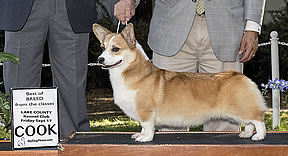 Aero, Best of Breed