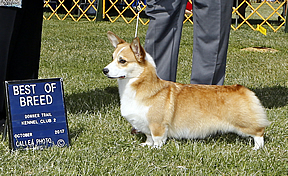 Aero, Best of Breed