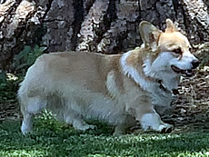 Axel