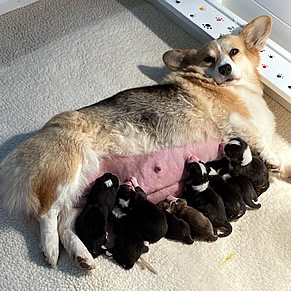 Newborn